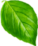 basil1.png
