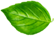 leave7.png